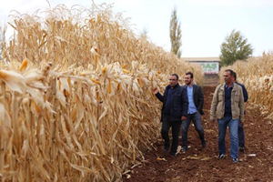 Mısırda Rekolte Yüz Güldürdü