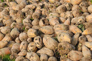 Pancar Çiftçisine Büyük Müjde