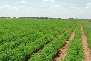 Tarım Sektöründe Fırsatlar