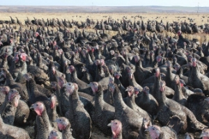 17 Yıldır Tek Başına Hindi Yetiştiriyor