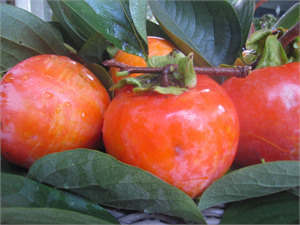 Sermayecik Köyünde `Trabzon Hurması` Yetiştirilecek