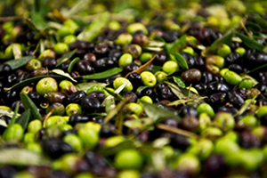 Organik Gübrelerin Zeytine Olan Etkisi Araştırıldı