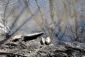 Balık Ölümlerinin Devam Etmesi Endişeyi Arttırıyor