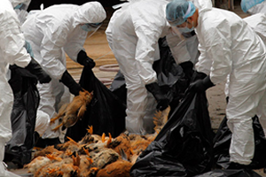 Fransa`da Kuş Gribi Alarmı