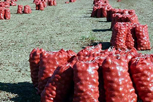 Kuru Soğan Üretim Rekoru Kırdı