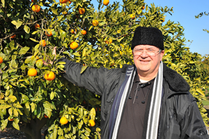 Mandalina Dalda Kaldı, Üretici Perişan