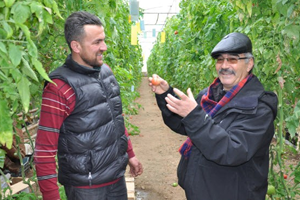 Jeotermal Su İle Isıtılan Seralar Çiftçi`nin Yüzünü Güldürüyor