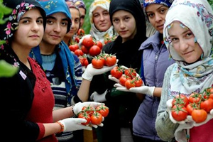 Eksi 46 Derece`de Domates Yetişir Mi?