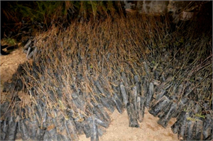 Van`da Ücretsiz 10 Bin Fidan Dağıtıldı