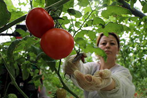 Türk Ekonomisinden Cesaret Aldı `Topraksız Sera` Kurdu