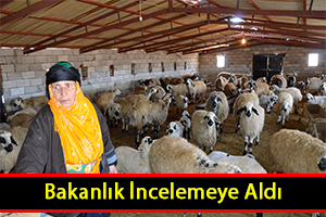 90 Koyun Neden Telef Oldu