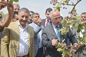 Birecik`ten `Fıstık` Çıkışı