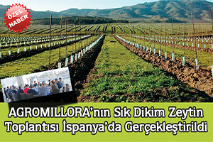 AGROMILLORA`nın sık dikim zeytin  toplantısı İspanya`da gerçekleştirildi