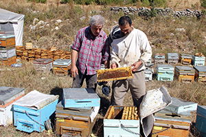 Arıcılar Kovan Desteklemelerini Bekliyor