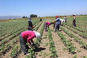 Kadın Çiftçilere Aydın`da Destek