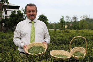 Doğu Karadeniz`de Organik Çay Tarım Alanları Artıyor
