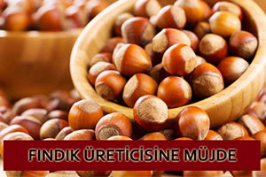 Fındık Destek Ödemeleri Mart Ayında Yapılacak