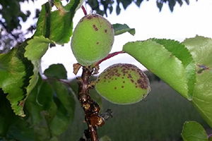 Kayısıda İlkbahar Hastalıklarına Karşı Çiftçiler Uyarıldı