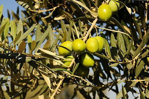 Memecik Zeytinine Patent