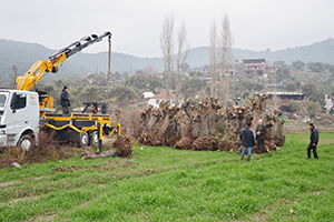 Zeytin Ağaçlarını Seyrelteceğiz Diyerek Telef Ettiler