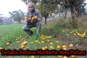 Portakal Dalında Kaldı