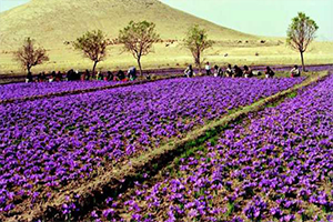 Mucize Bitki Safran Daha Fazla Üretilecek