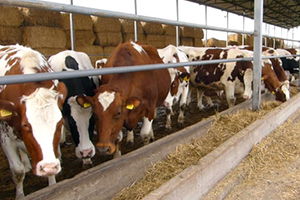 Sığır Cinsi Hayvan İthalatında Düzenleme Yapıldı