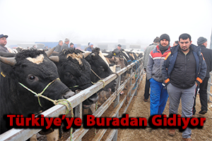 Türkiye`ye Hayvan Dağıtıyorlar