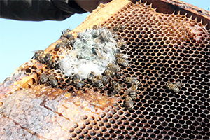 Arıların En Büyük Düşmanı `Yalancı Bahar`