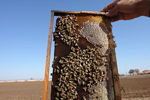 Arıcılara Müjdeli Haber