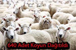640 Adet Koyun Dağıtıldı