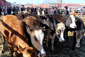 Besiciler Yem Fiyatlarının Yüksekliğinden Yakındı