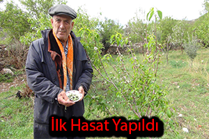 Yılın İlk Hasadı Yapıldı