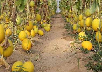 Erken Yapılan Hasat Fiyatıyla Üreticinin Yüzünü Güldürüyor