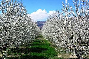 Türkiye`nin Kiraz Bahçesi Japonları Bekliyor