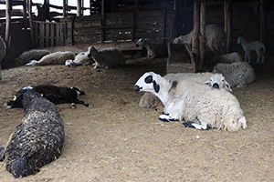 Şüpheli Hayvan Ölümleri  Besicileri Korkutuyor