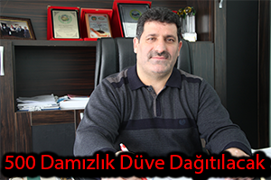500 Damızlık Düve Dağıtılacak