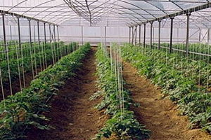 Tarımda Örtü Altı Üretime Rağbet Artıyor