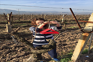 Salkım Güvesi Mücadelesi Başladı