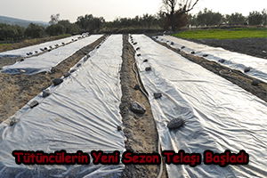 Tütüncülerin Yeni Sezon Telaşı