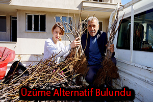 Üzüme Alternatif Siyah İncir