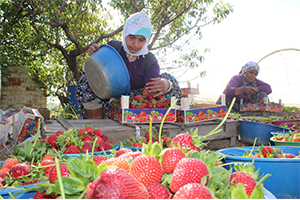 Çilek Sezonu Açıldı