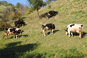 Meralar Daha Aktif Kullanılmalı