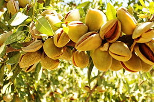 Boş Palamut Arazileri Badem Bahçesi Oldu