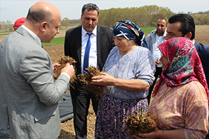 Çiftçilere Çilek Fidesi Dağıtıldı