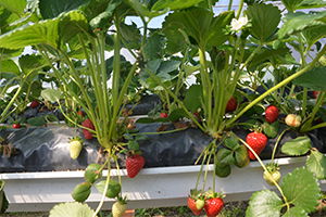 Topraksız Çilek Üretiminde Yüzde 100 Başarı