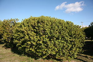 Sakız Ağacı Güvenli Ellerde