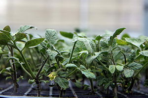 Domates Fiyatlarının Artış Sebebi Ortaya Çıktı