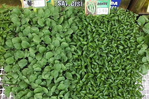 Sebze Fidesi Satışına Talep Arttı