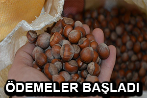Fındıkta Destekleme Ödemeleri Başladı